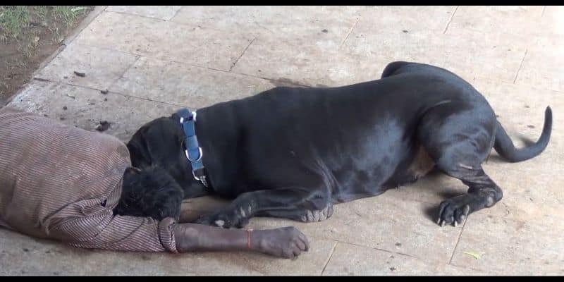 dog was trapped by rope around neck