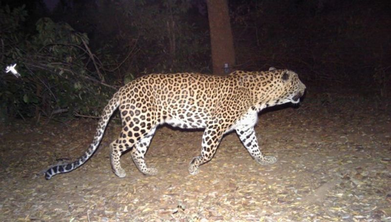 Cheetah trapped in tumakur