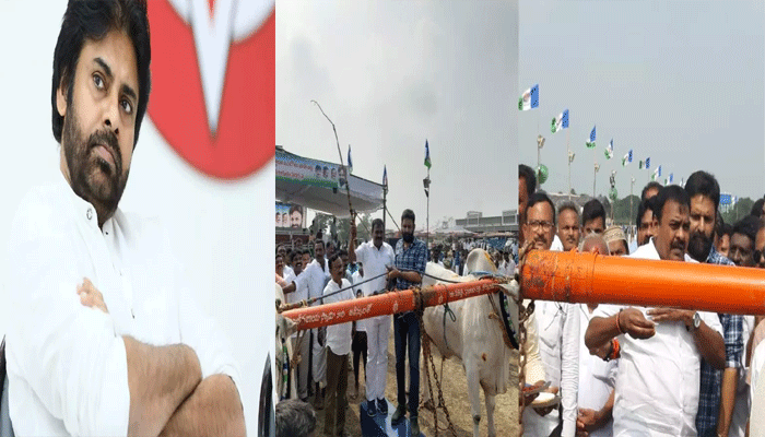 Janasena Mla rapaka celebrated sankranthi with Minister kodali nani