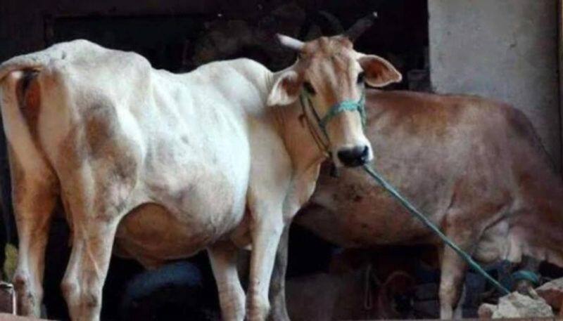 Heavy Demand For Malnad Gidda Cow in Kerala