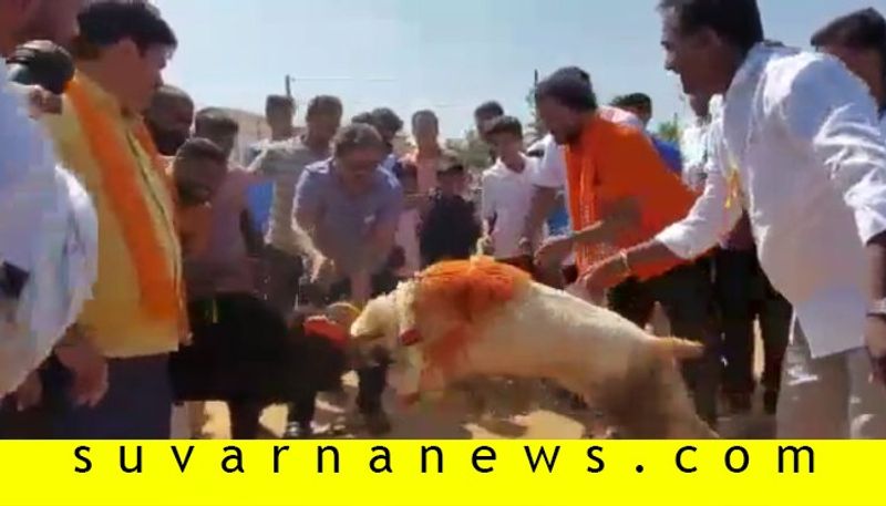 After Bull Race Honnali BJP MLA MP Renukacharya Inagurates Sheep Fight