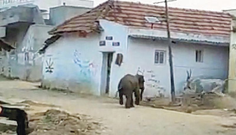 Baby Elephant Separated From Group Rescued In Anekal