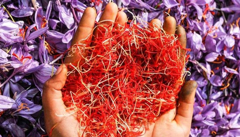 Bundelkhand Saffron Cultivation Can Become A Lifeline For Farmers pod