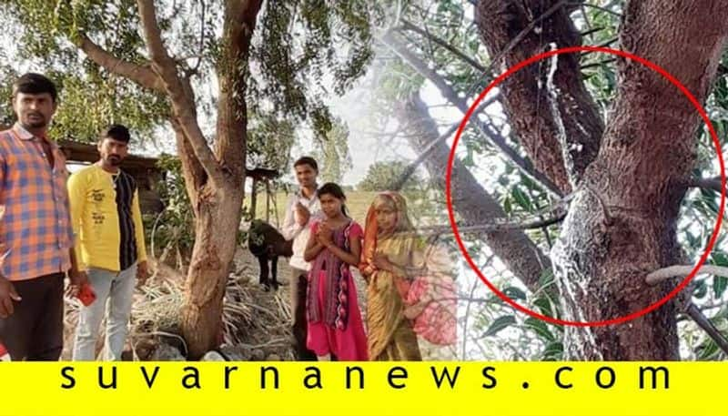 White Color Liquid Comes Out from Neem Tree in Afjalpur in Kalaburagi District