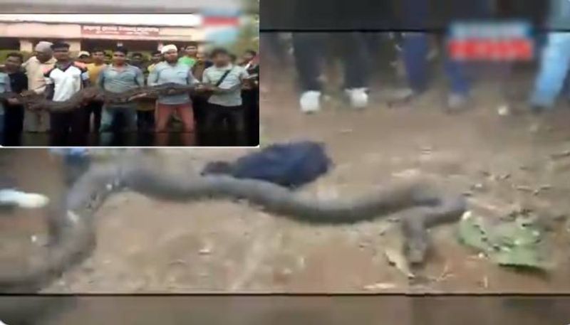 video goes viral forest officers rescued six pythons in Odisha