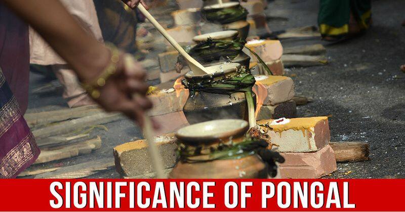 pongal harvest festival history significance origin tamil nadu