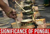 pongal harvest festival history significance origin tamil nadu