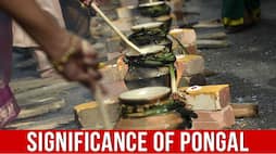 pongal harvest festival history significance origin tamil nadu