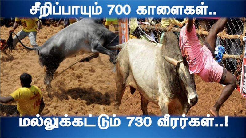 Jallikattu competitions continue in Madurai's Avaniyapuram 700 bulls and 730 Bull Catchers are participating in it