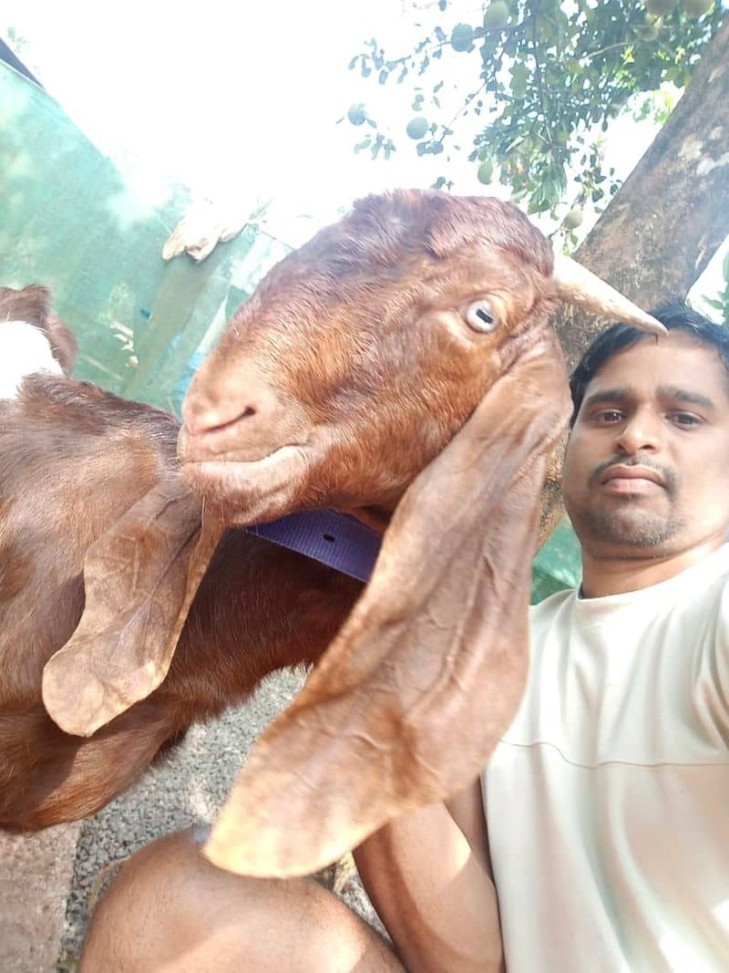 Learn the techniques of organized goat farming from Rajiv