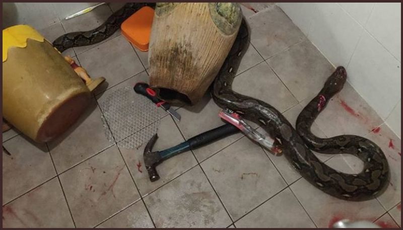 Thai house wife escape from python attack in bathroom