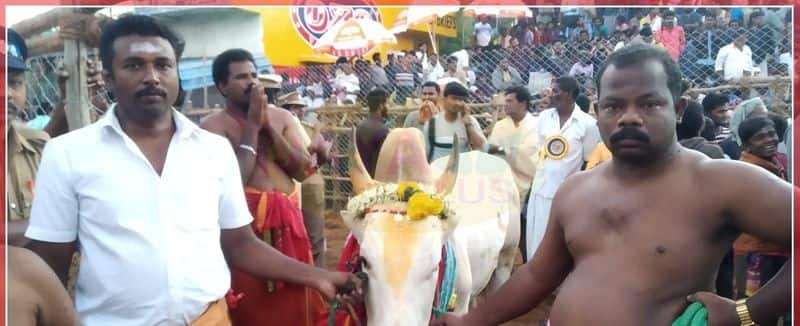 Alanganallur Jallikattu  started