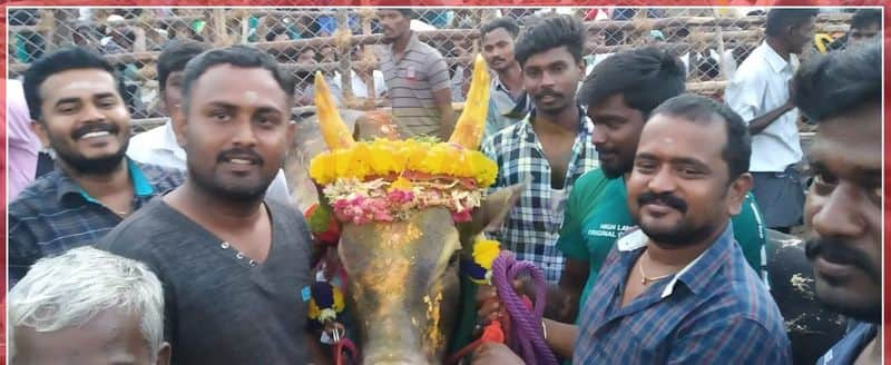 alanganallur jallikattu 2 person death 30 person woods