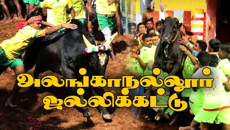 Madurai Alanganallur Jallikattu Video