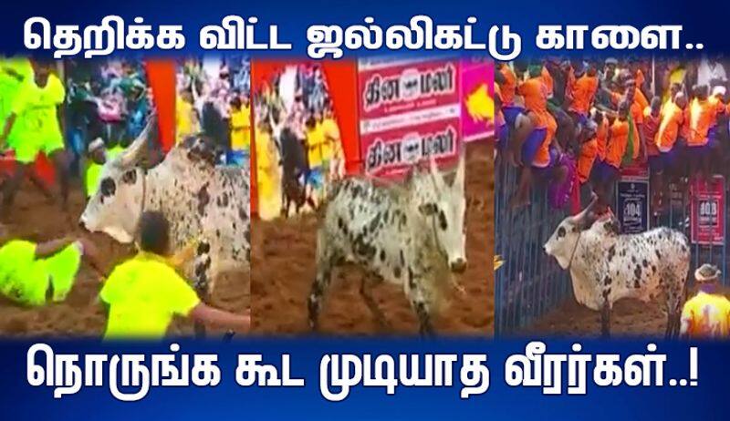 no one didn't touch the pudukkottai inspector's bull in alanganallur