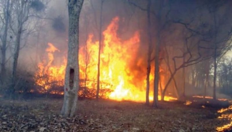 wildfire in Yadavanadu forest at Madikeri