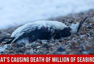 How millions of seabirds are getting killed in the Pacific ocean