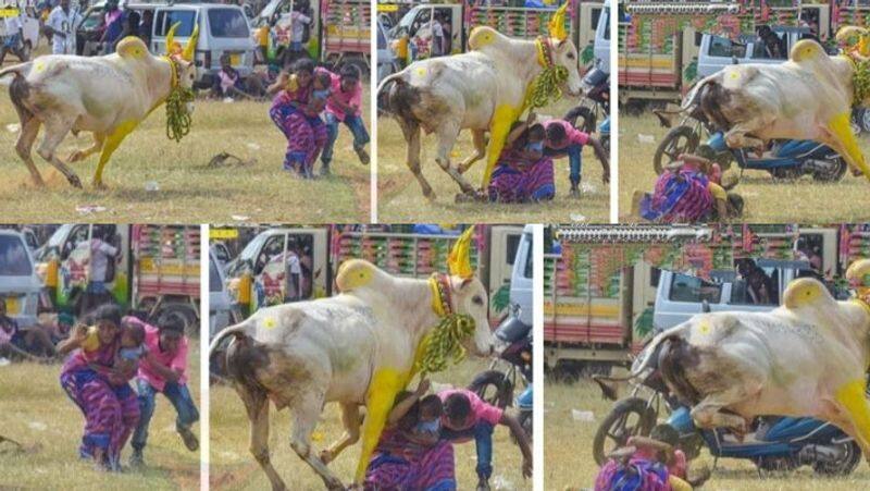 sivagangai manjuvirattu Competition...bull see mother and child jump... viral social media