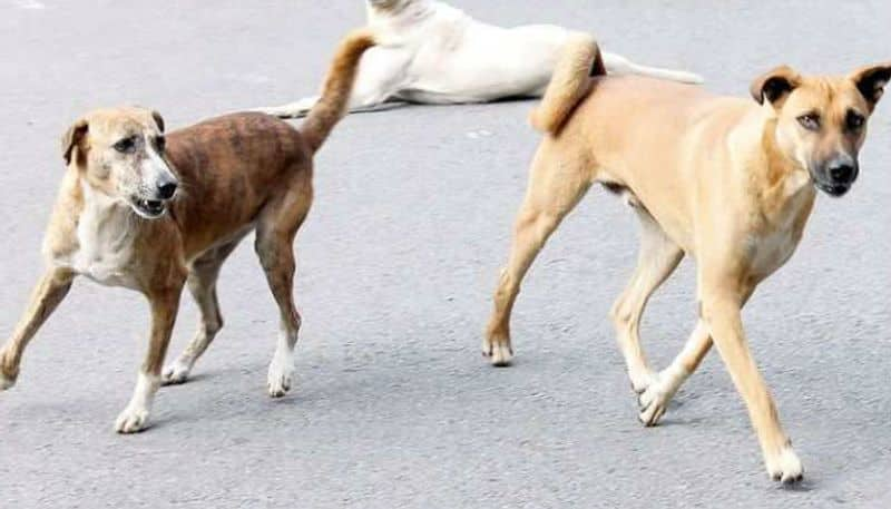 Stray dogs attack corona warriors in madikeri