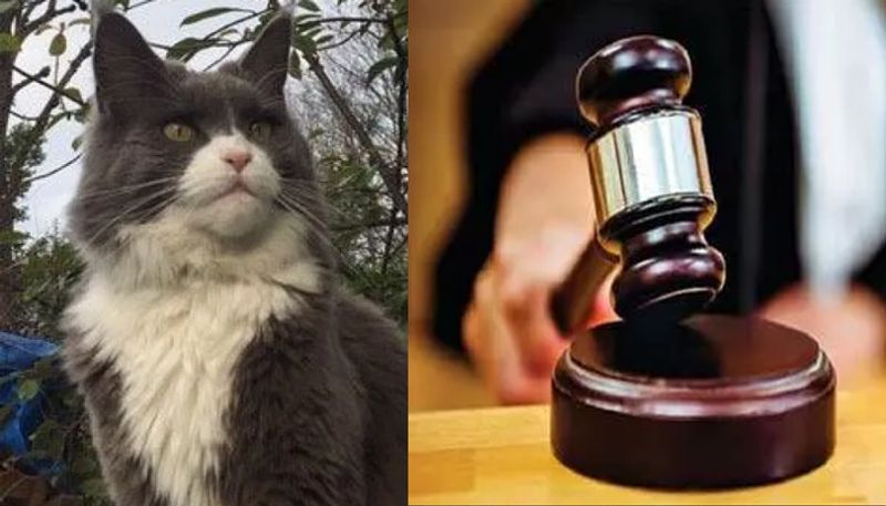 Couple sue neighbor for feeding their cat in four year