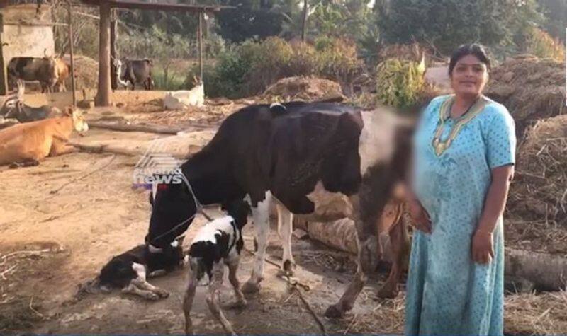 Cow gives a birth to twins calf in Nelamangala