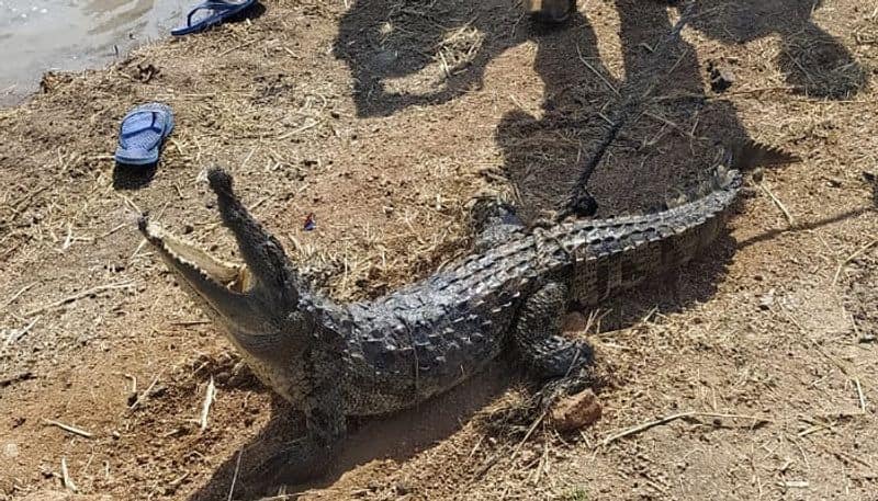 Crocodile Found Near Paddy Field In Koppal