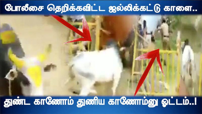 Jallikattu Bull Chasing Police Viral Video