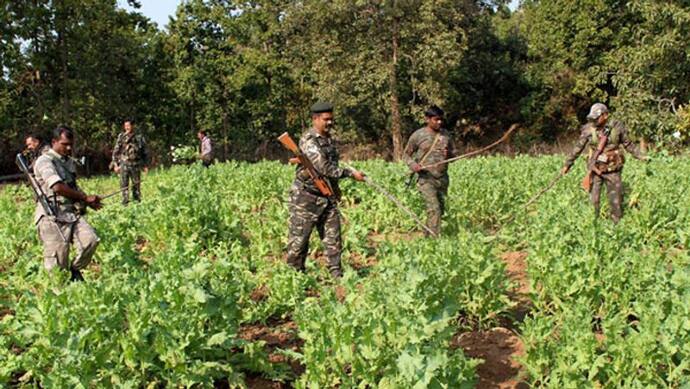 अरुणाचल प्रदेश में अफीम की खेती के मामले बढ़े, परेशान हुई सरकार