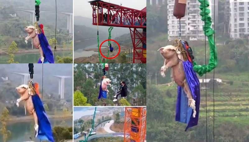 social media criticism after Chinese theme park forces pig to bungee jump