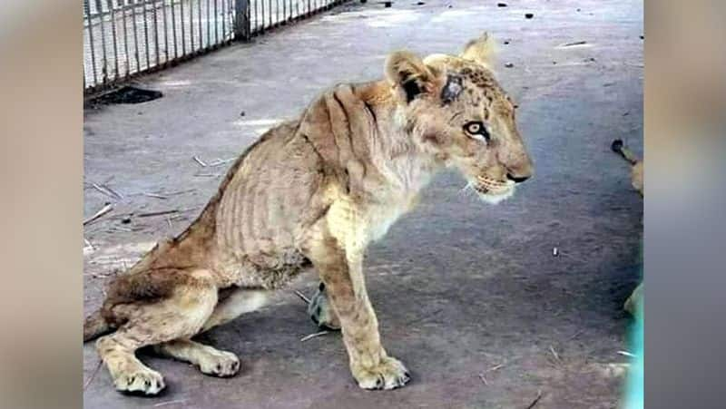 Sudan in the grip of poverty African lions in the lap of death without food