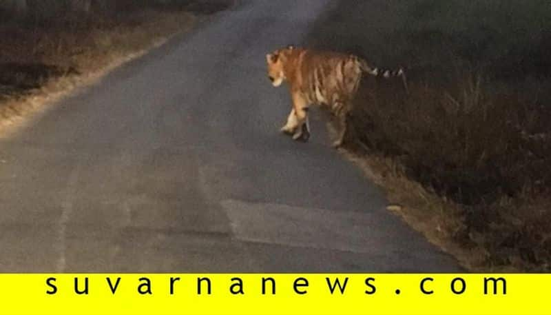 Tiger found in madikeri roads in early morning