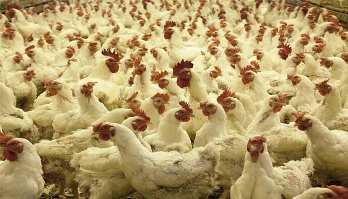 Essential tips for successful Poultry Farming