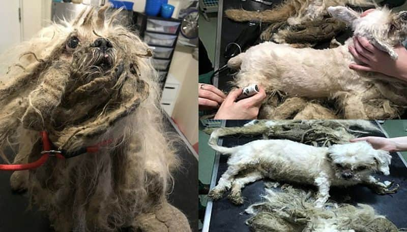 12 year old Shih-tzu cross has nearly 2 kilo of matted fur shaved off after he was found covered in urine