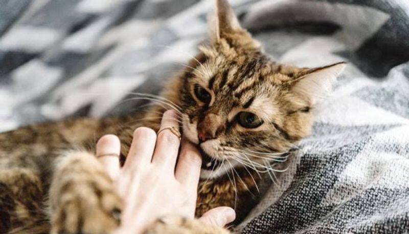 Coronavirus: First case of cat testing positive reported in Belgium; 12-yr-old becomes first child to die