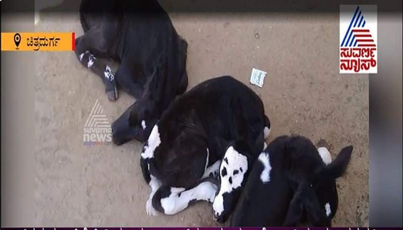 Cow gives birth to rare triplets chitradurga