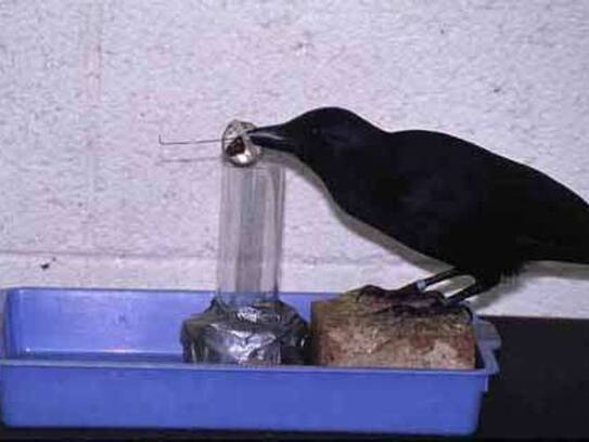 Crows were selling meat in the name of chicken, arrested