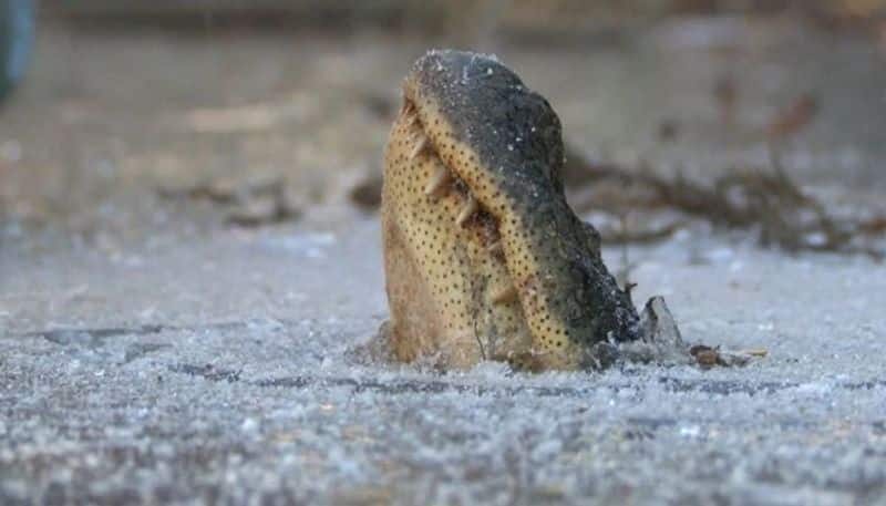 pet dog scares alligator away shocking video 