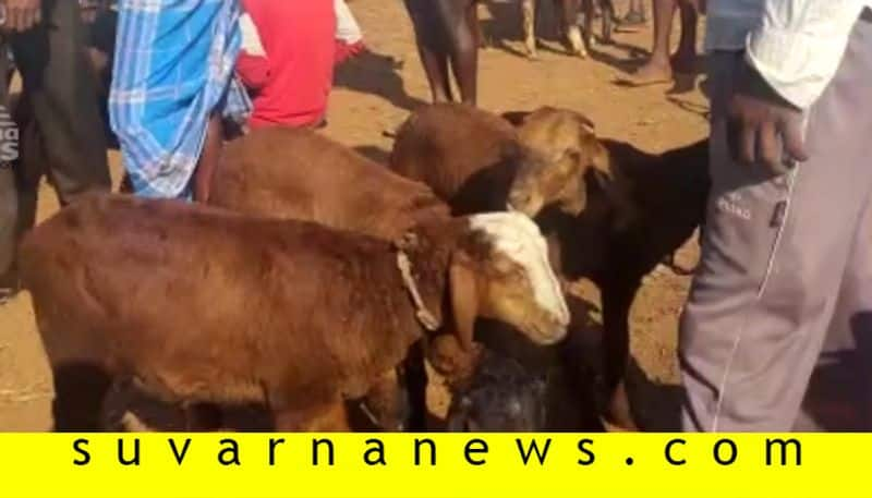 144 Section Enforcement in Sheep Fair in Boodagumpa in Koppal District