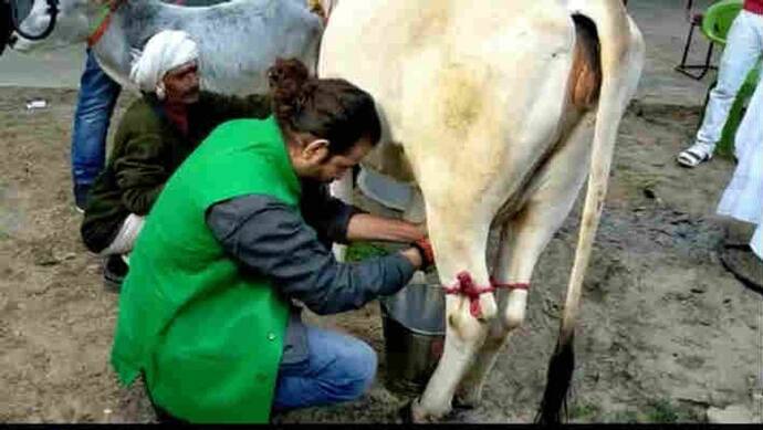 VIDEO: अब गाय दुहते नजर आए लालू के लाल तेजप्रताप यादव, बोले-पिता से सीखा ये काम