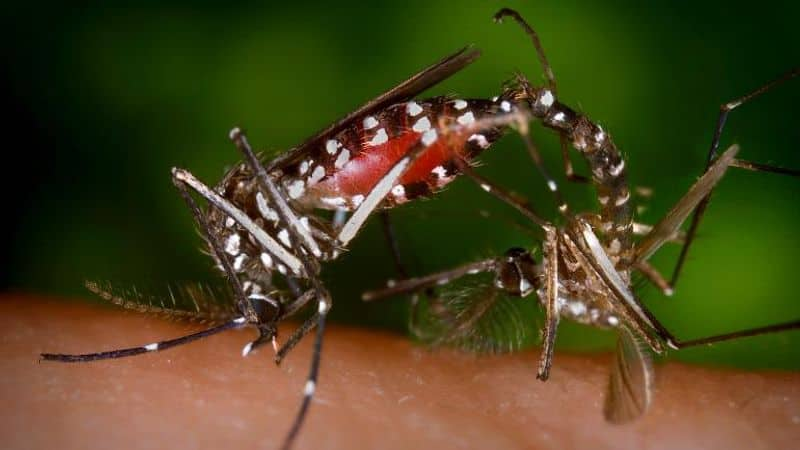 Mosquito menace: How this insects breeds at homes and spread diseases-dnm