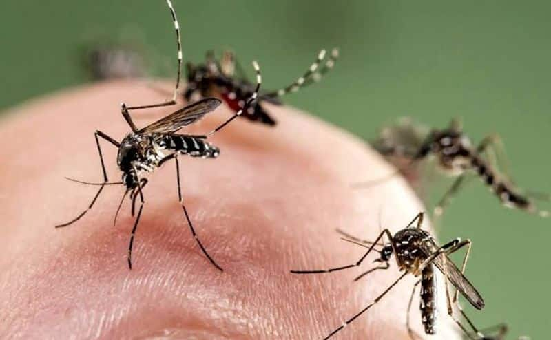 Mosquito menace Look out for these symptoms signs stages to know its this vector-borne disease