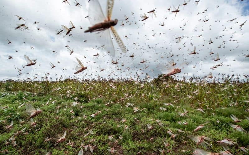 20 billion locust invasion in Kenya and Ethiopia Somalia  UNA council helping those countries