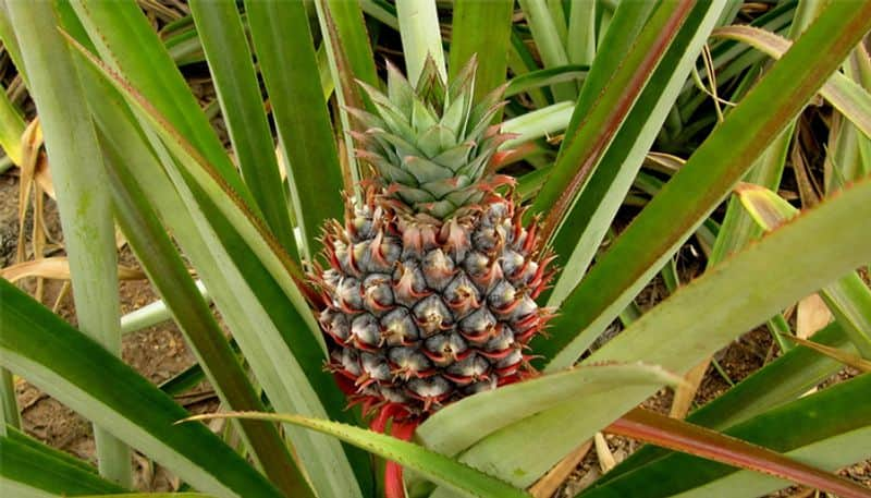 growing pineapples agricultural news