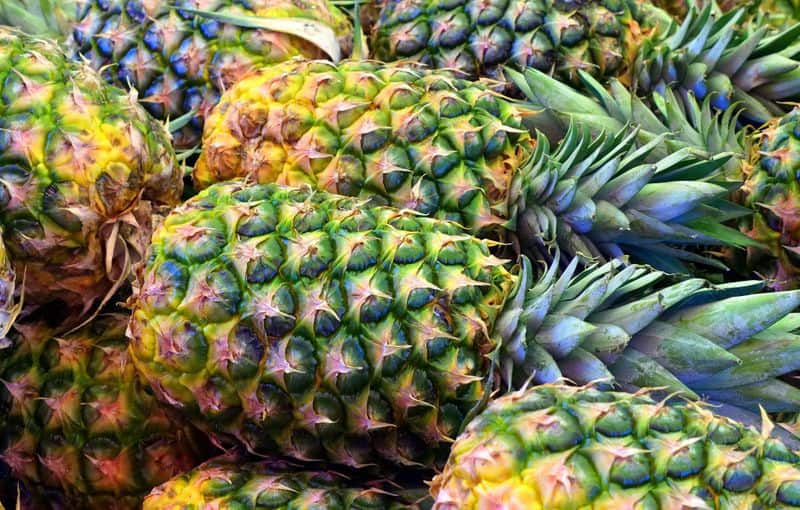 growing pineapples agricultural news