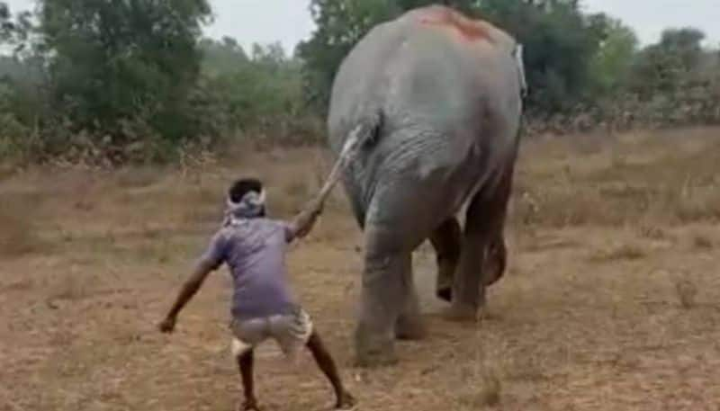 video of man pulling elephants tail in West Bengal goes viral