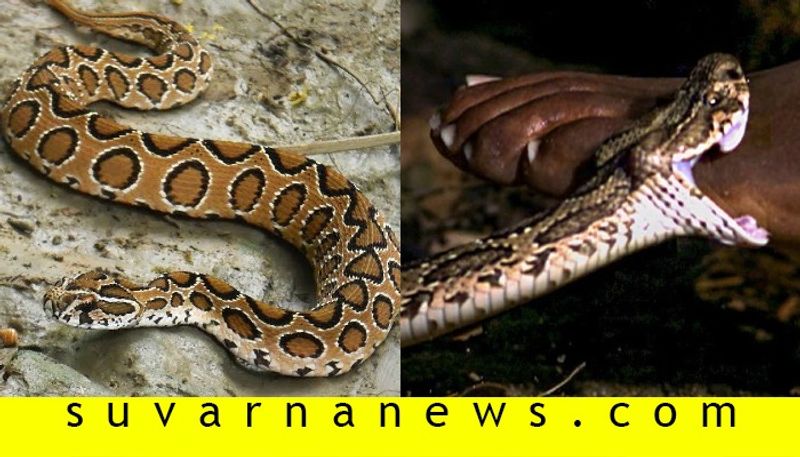 pregnant woman died in madikeri after Russells viper bites her