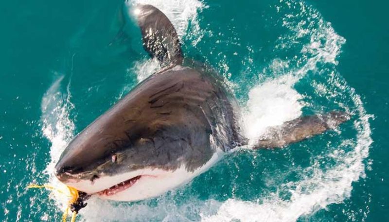 Man Grabs Shark In Ocean Holds Its Jaws video viral