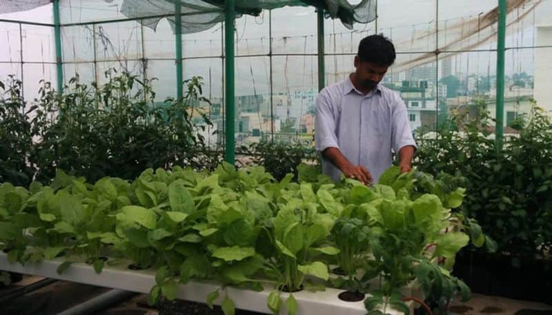 guerrilla gardeners in Bangalore