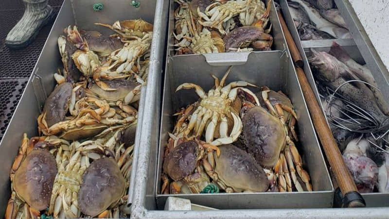 Pacific Dungeness Crabs Are Already Losing Body Parts To Ocean Acidification