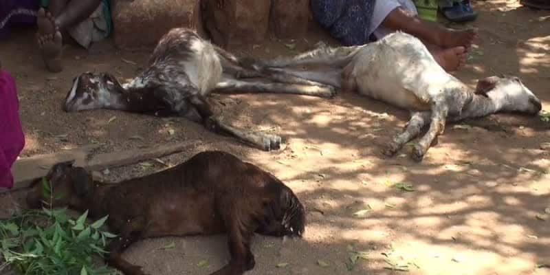 17 goats died in madurai